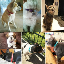 Cargar imagen en el visor de la galería, Cats and dogs wearing various personalized genuine leather collars showcasing luxury and style.